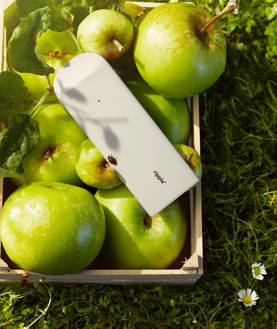 ROYAL -  Zielone jabłko